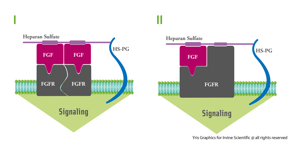 Signaling pathways illustrations FGF