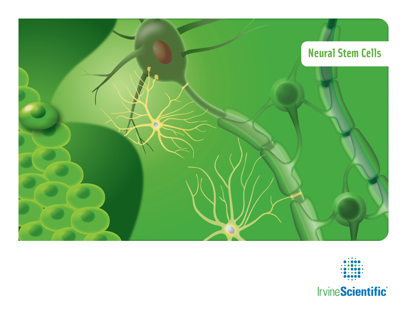 Scientific illustration Neural Stem Cell Brochure cover