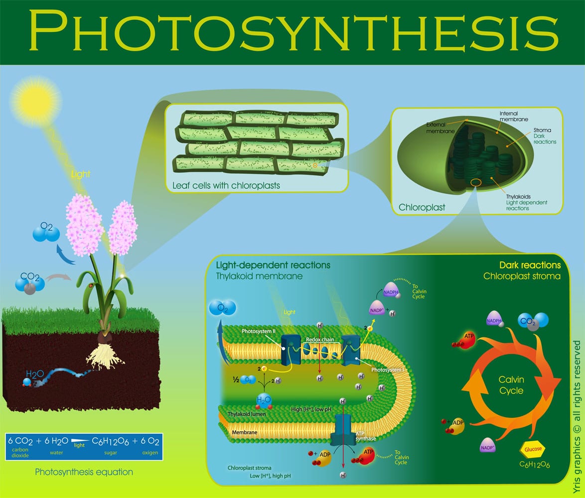 Scientific illustration Photosynthesis Poster