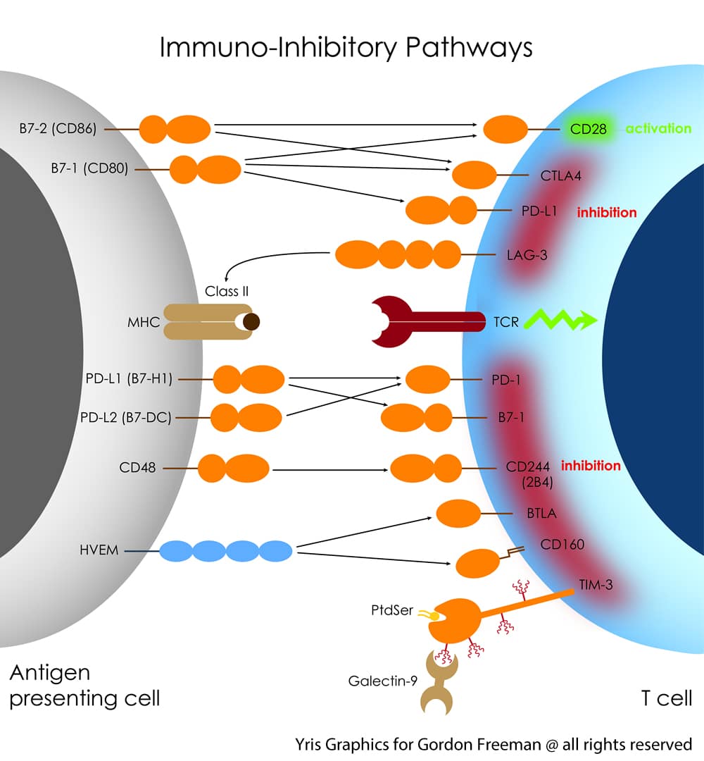 Scientific infographic design T-cell activation