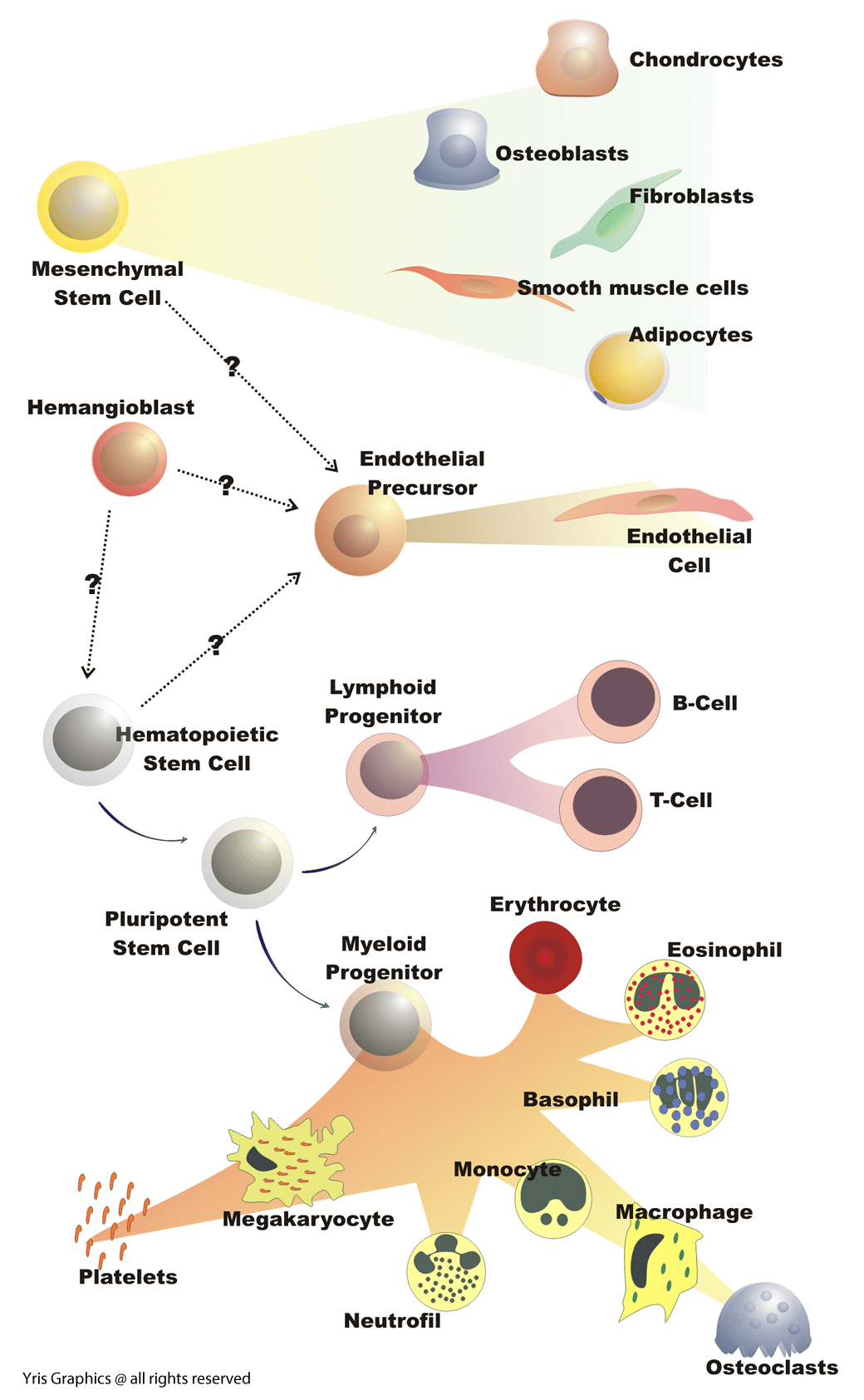 Cellular illustrations Hematopoiesis