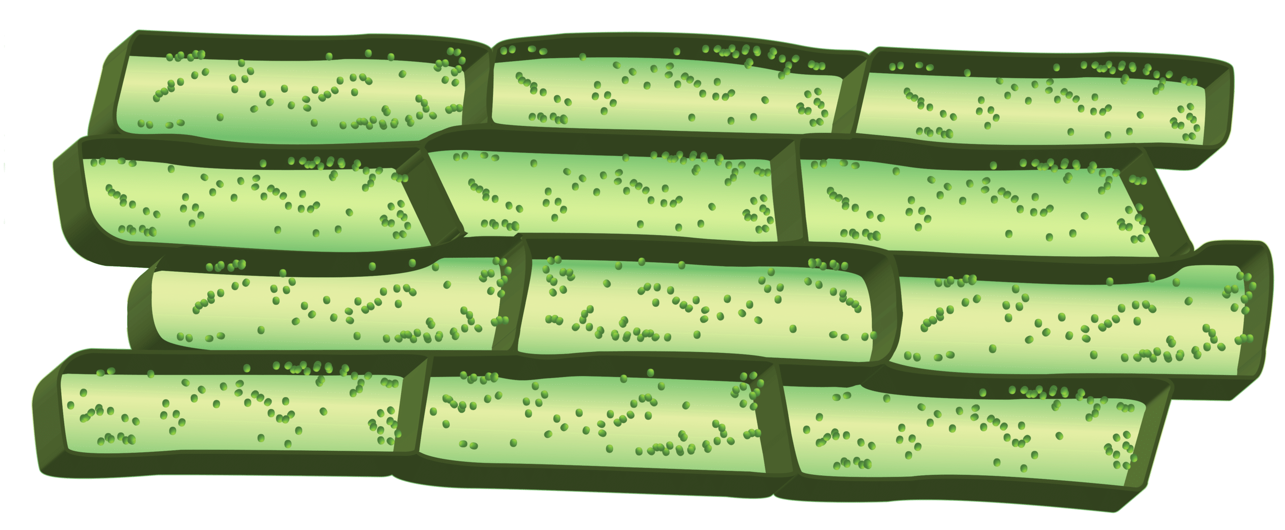 Cell biology illustration Plant cells with chloroplasts