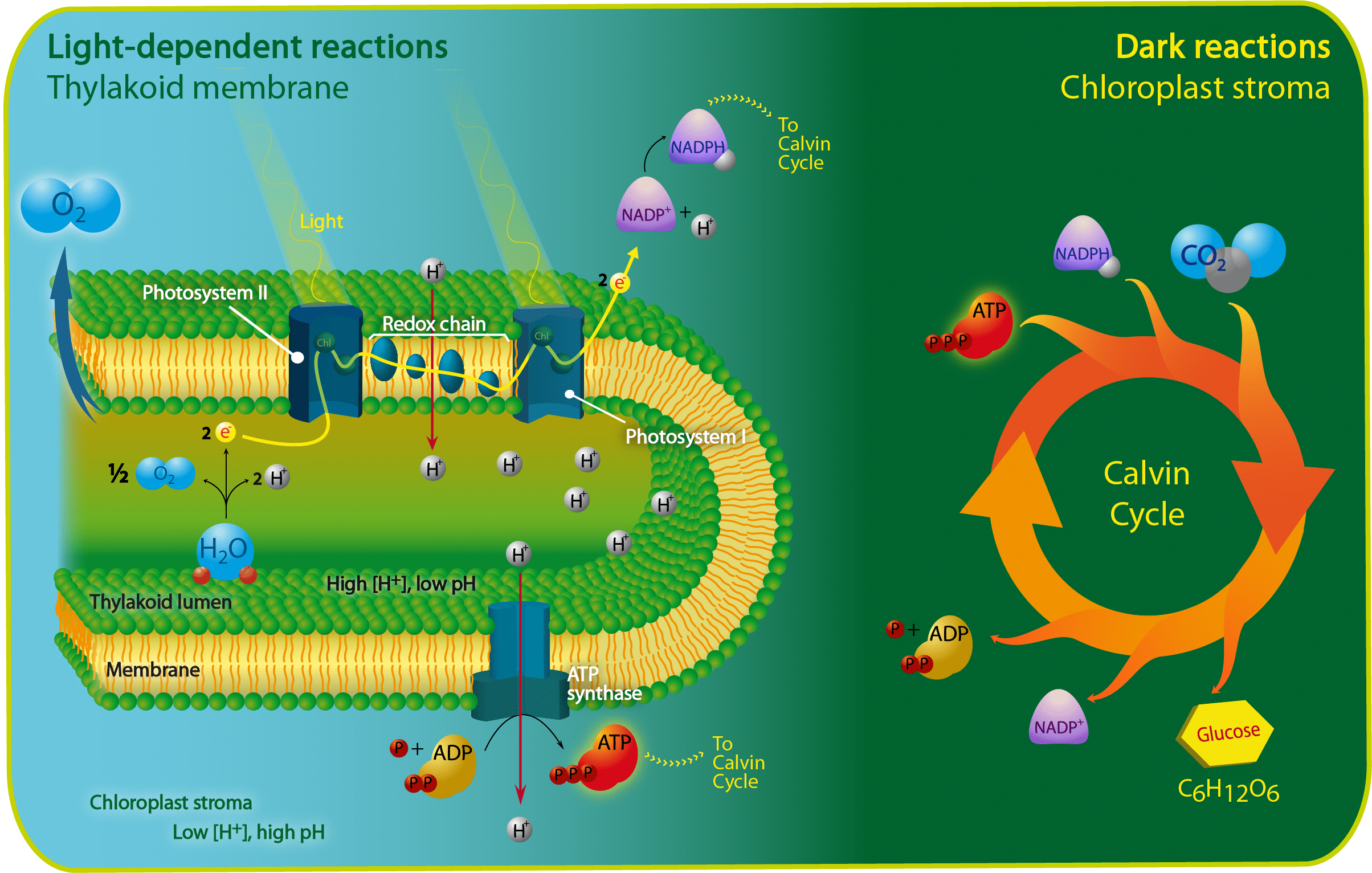 Scientific illustration Photosynthesis Reactions