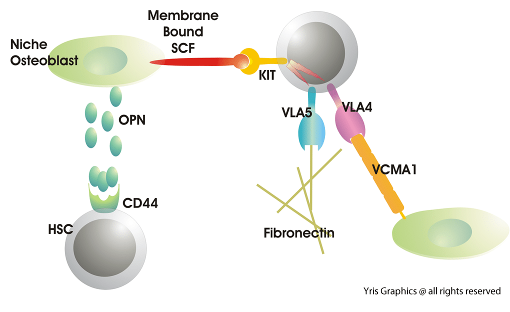 Signaling pathways illustrations HSC-Osteoblast signaling