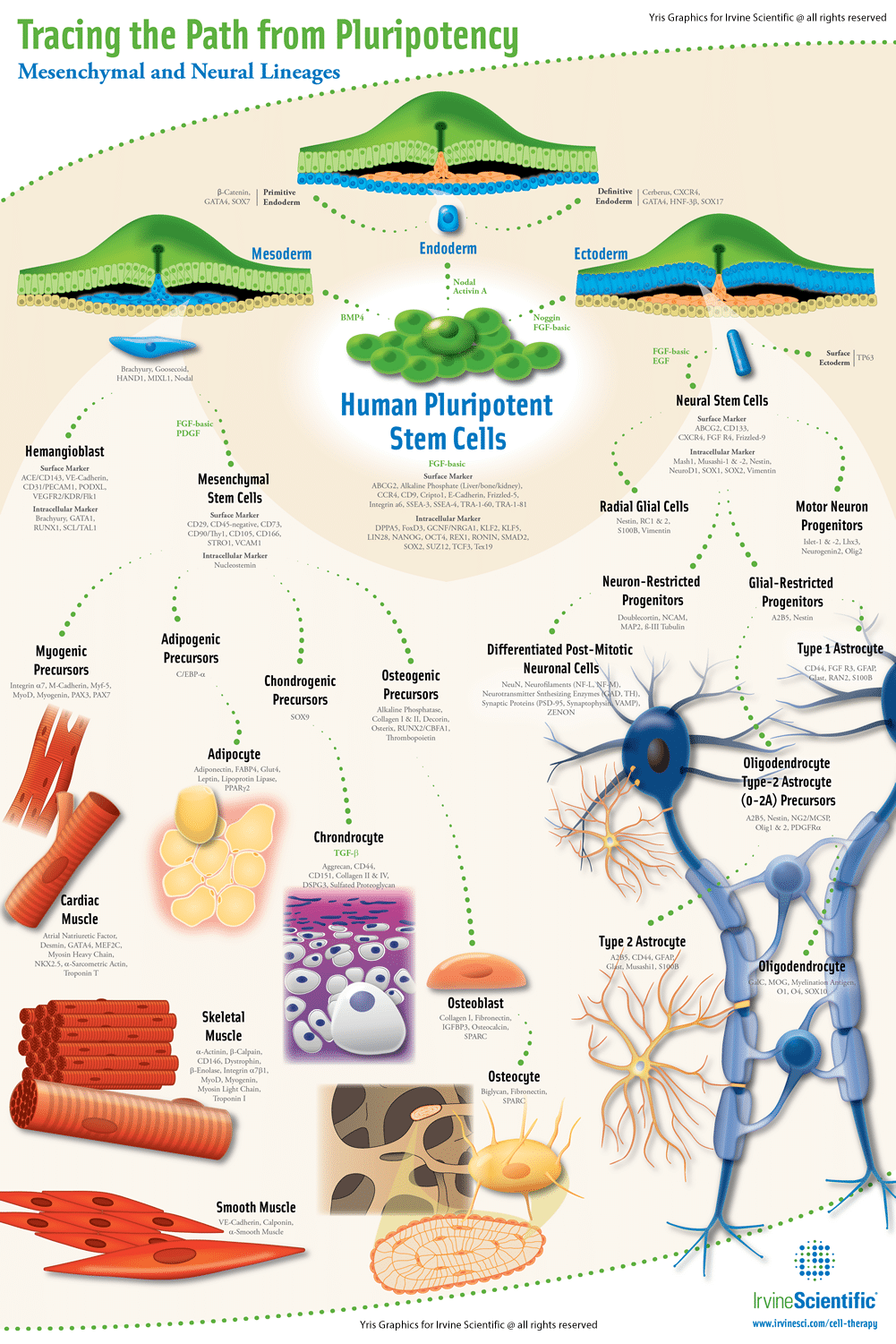 Poster design for research_Illustration of the Differentiation of Mesenchymal and Neural Stem Cell Lineages